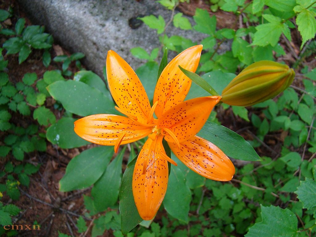 tsingtauense /i> gilg)是百合科百合属的多年生草本植物;鳞茎近球形