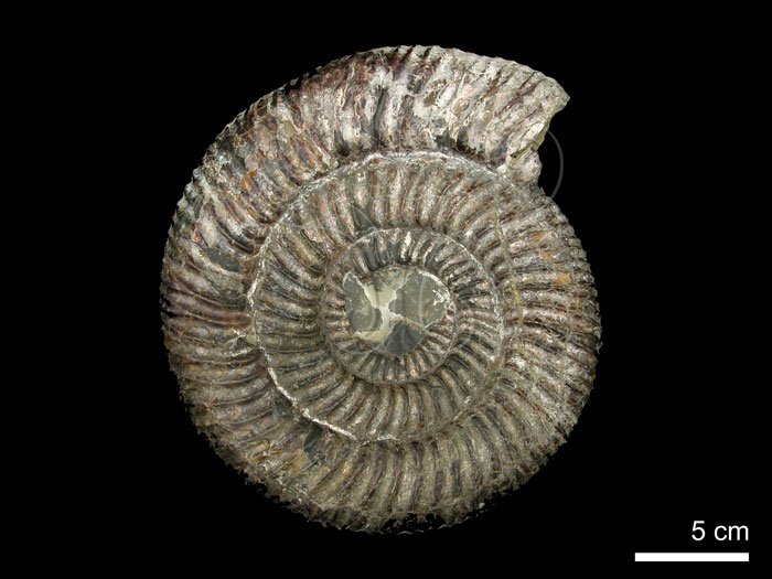  p>菊石, a target="_blank" href="/item/软体动物门/563285" data