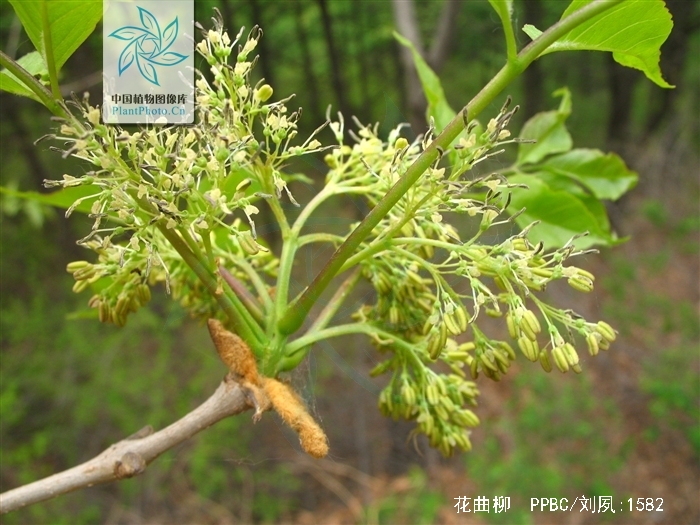  p>花曲柳(学名: i>fraxinus rhynchophylla /i> hance)是木犀科梣属