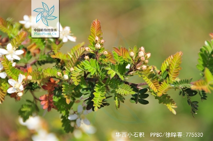 是蔷薇科,小石积属落叶或半常绿 a target="_blank" href="/item