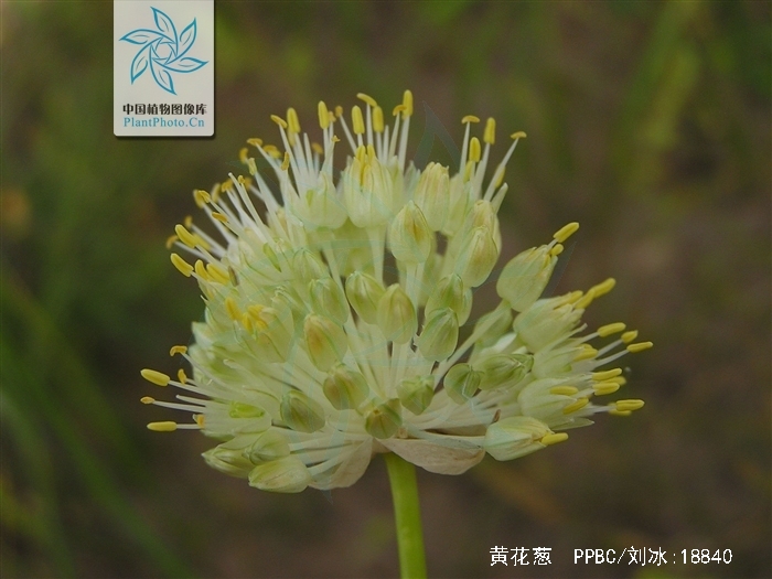  p>黄花葱(学名: i>allium condensatum  /i>turcz.