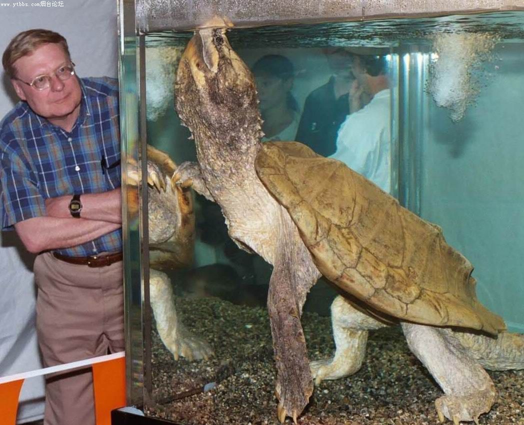 体呈扁椭圆形或近似圆形,背部较为平坦,一般成年个体背甲长50厘米左右