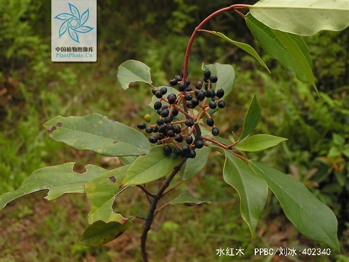  p>水红木(学名: i>viburnum cylindricum /i> buch. -ham. ex d.