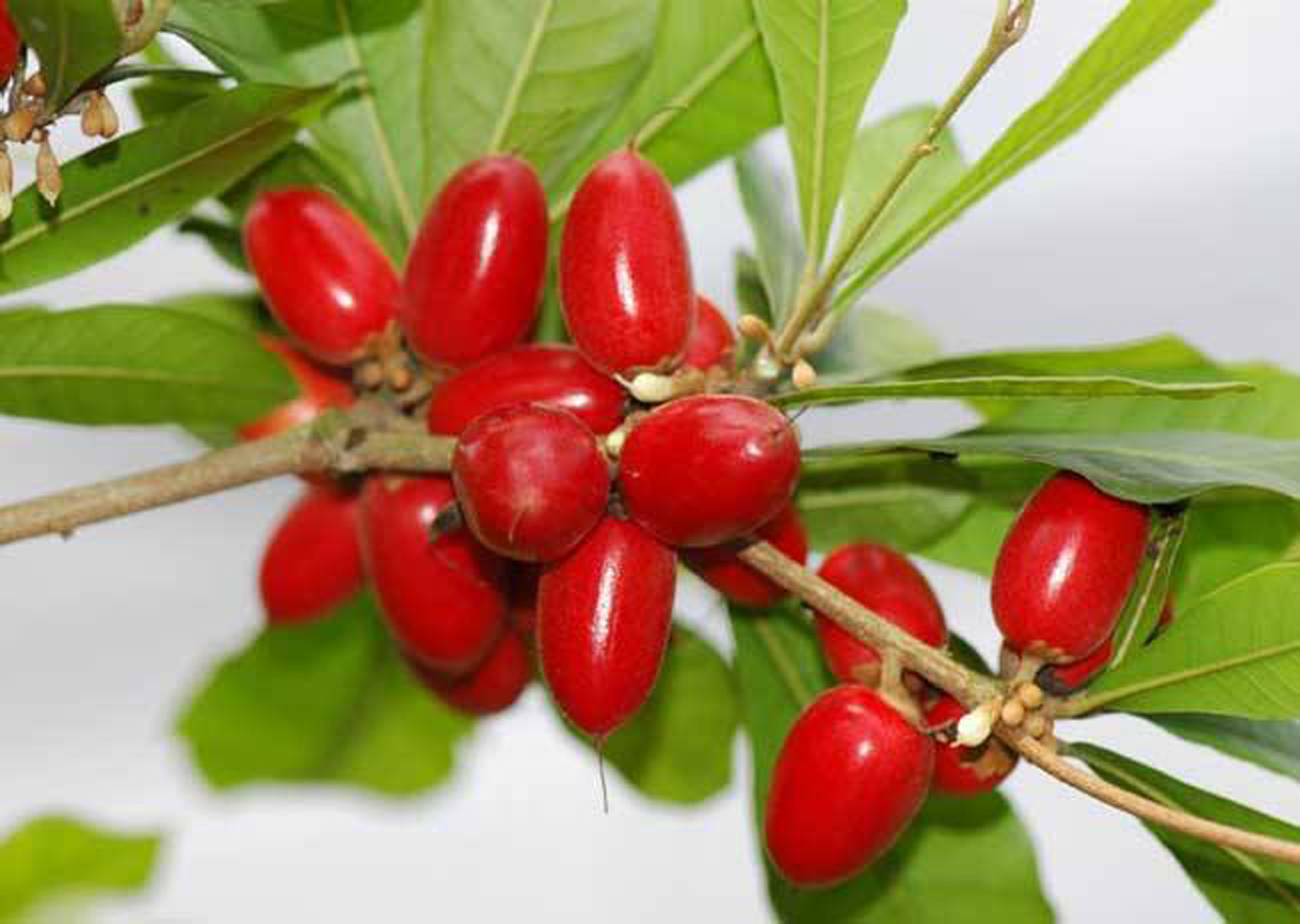  p>神秘果(学名: i>synsepalum /i>  i>dulcificum /i> (schumach.