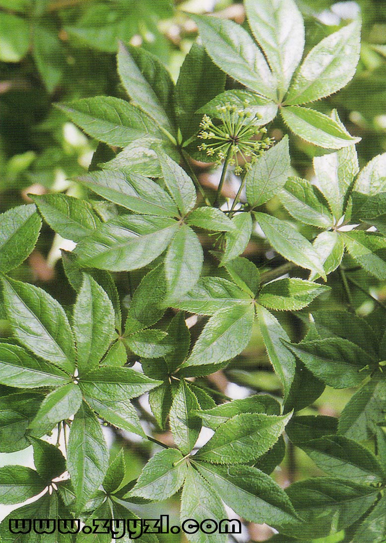  p>长梗刚毛五加(学名:acanthopanax simonii)是五加科五加属的一种