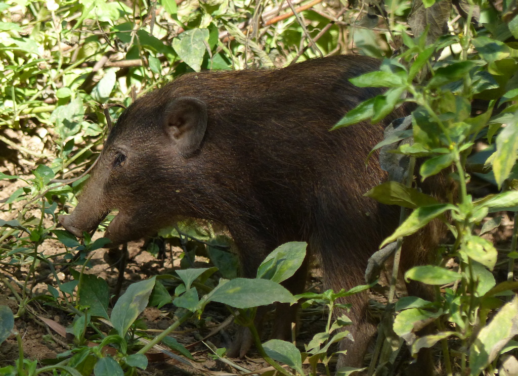  p>侏儒猪属(学名: i>porcula /i>):是哺乳纲,猪科的一个属,仅有一种