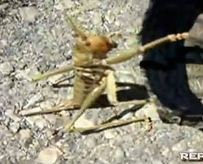  p data-id="gnwipbx5ac">saga ephippigera,欧洲大陆巨型肉食性螽斯.