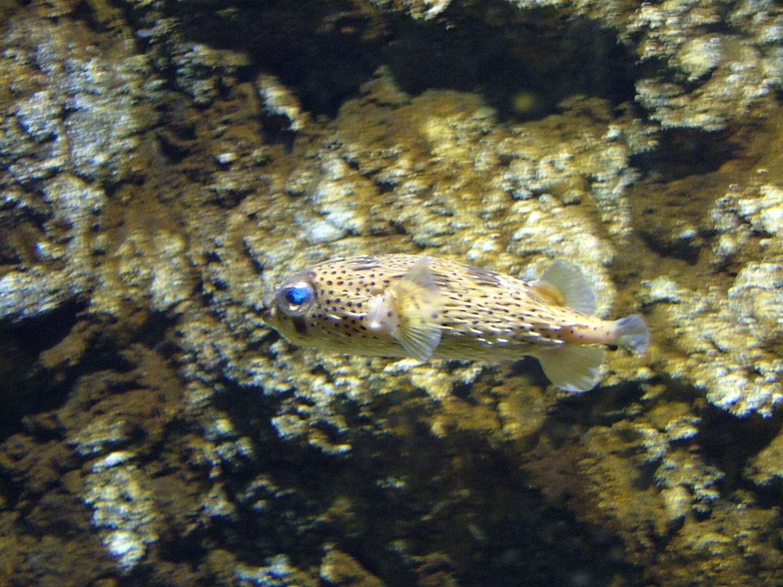  i>synodontis nigriventris /i>),又称 a href="#">反游猫 /a>