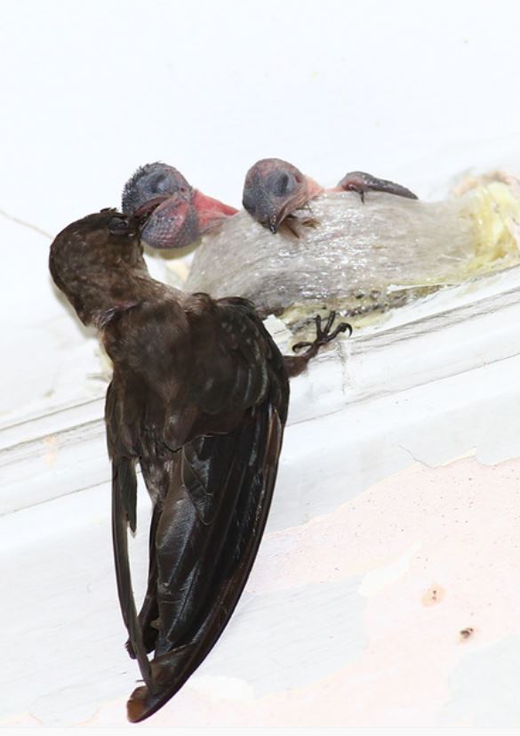  p>爪哇金丝燕(学名: i>aerodramus fuciphagus 