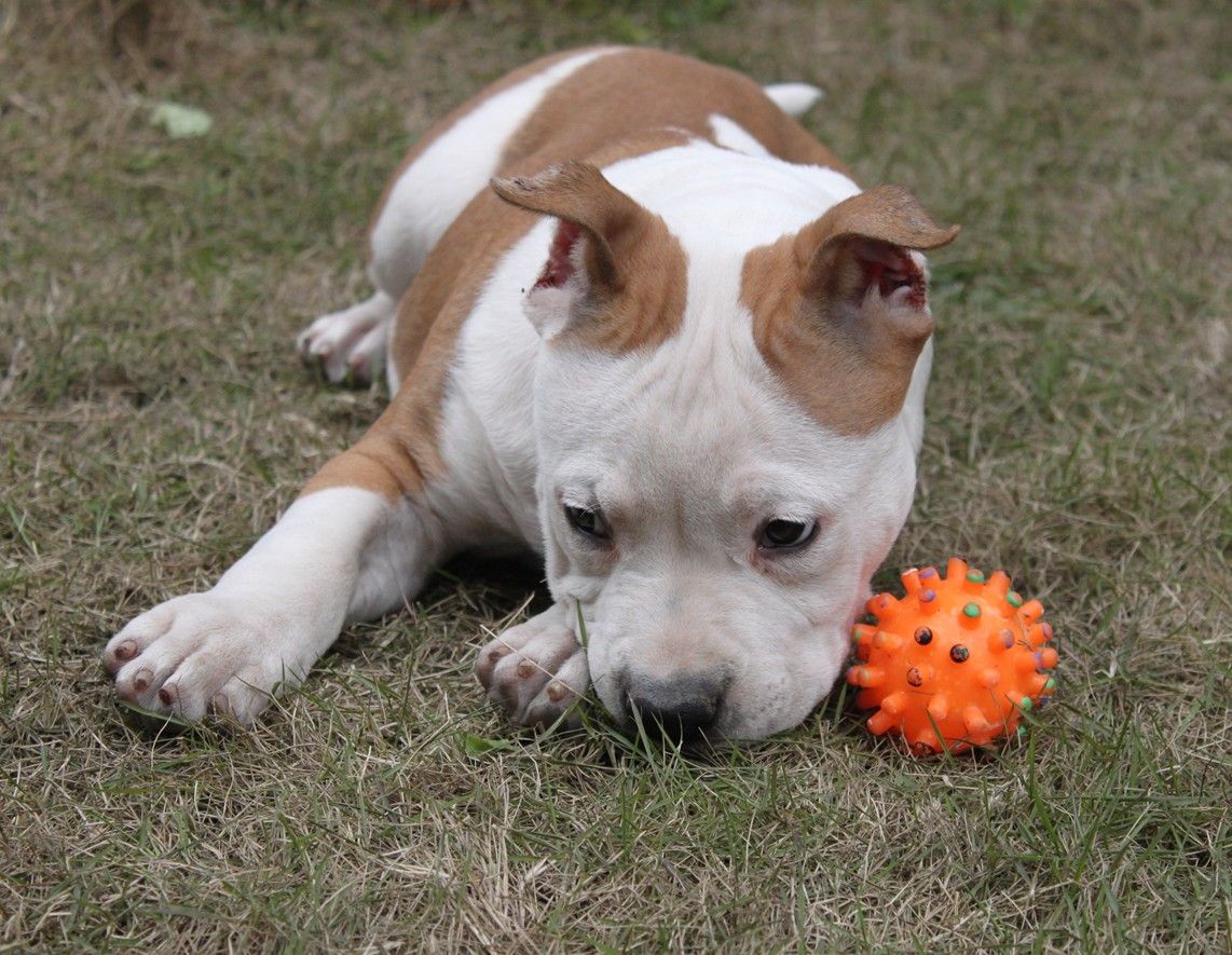american staffordshire terrier