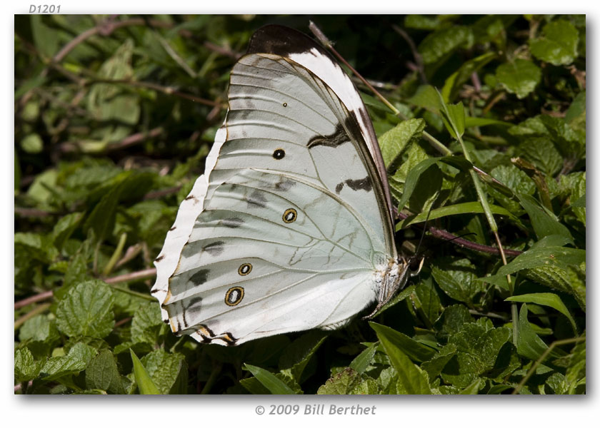  p>大白闪蝶(学名:morpho luna),鳞翅目 a href="#">蛱蝶科 /a>闪蝶属