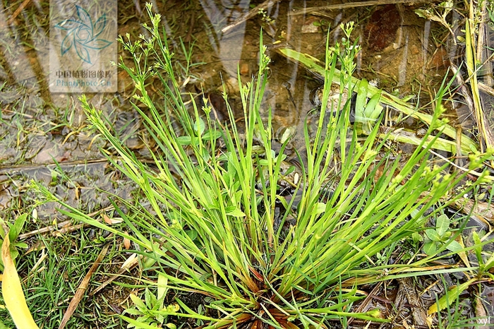 科/6341122" data-lemmaid="6341122">灯心草科 /a>,多年生草本植物