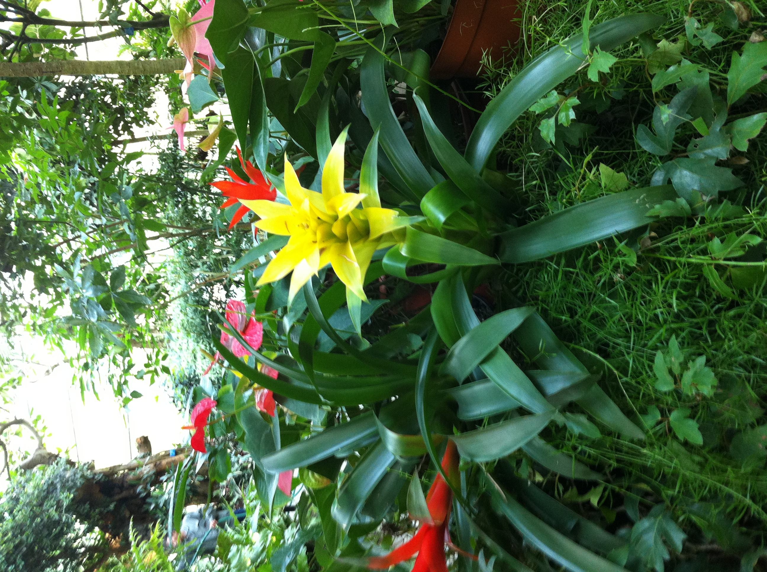 billbergia pyramidalis