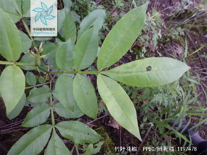  p>竹叶花椒(拉丁学名: i>zanthoxylum armatum dc.