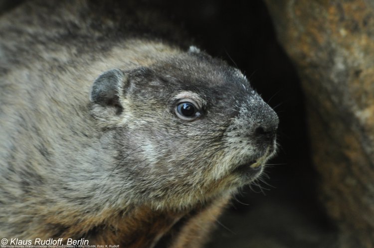  p>美洲旱獭(学名: i>marmota monax /i>),是松鼠科,旱懒属的动物.