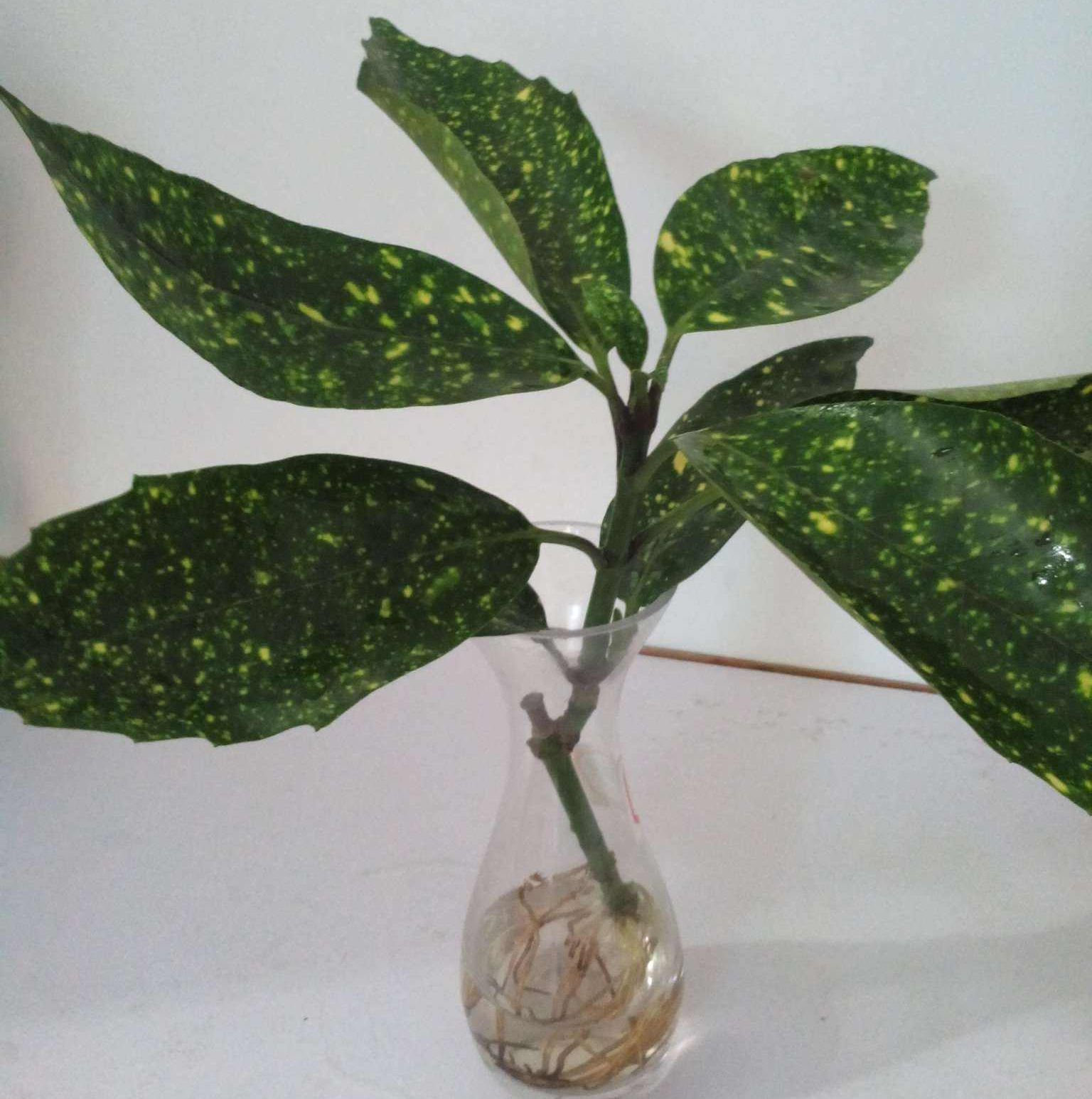  p>桃叶珊瑚( i>aucuba chinensis /i> benth.