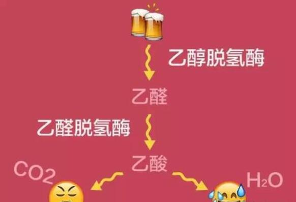 乙醛脱氢酶