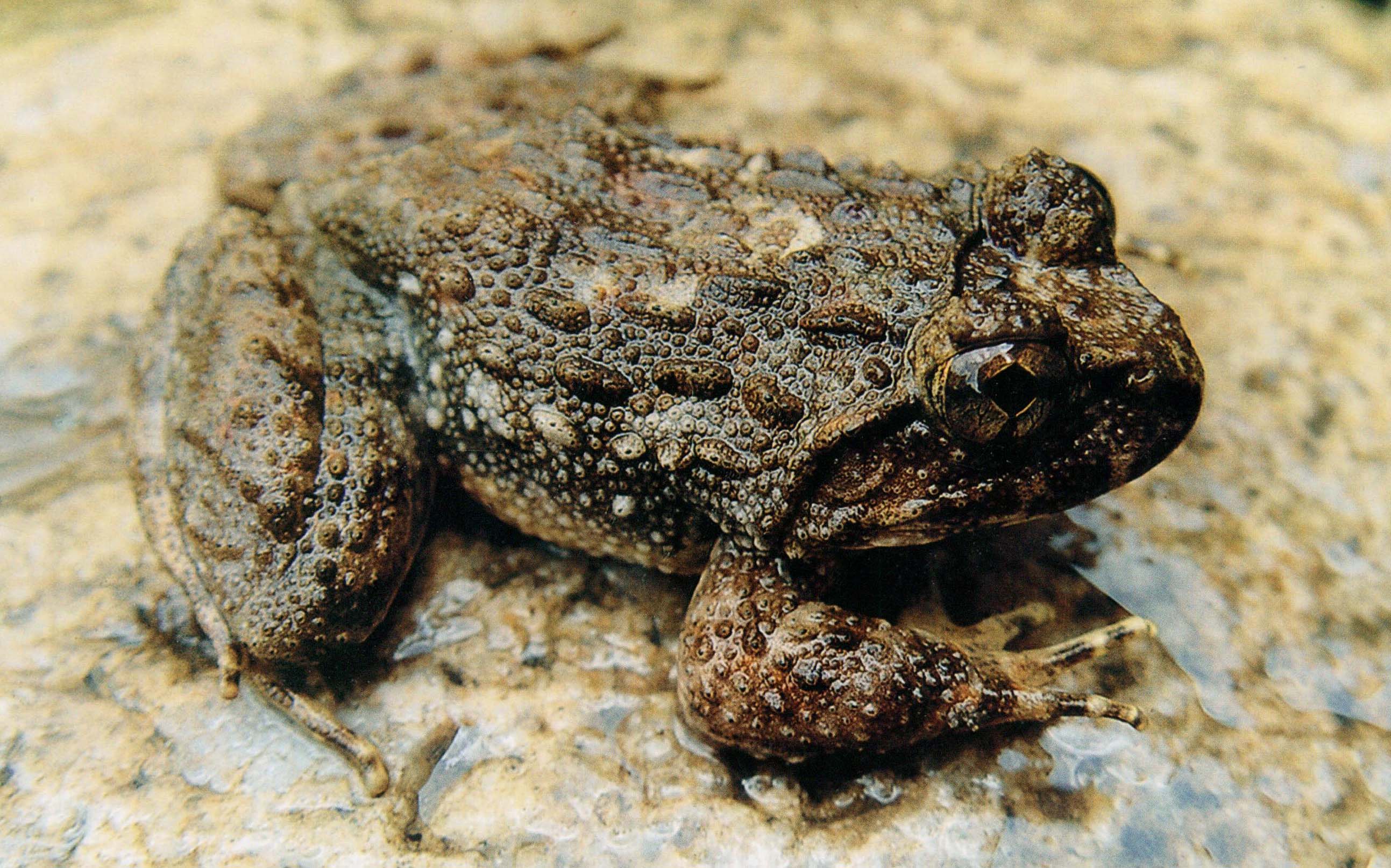 动物/305362" data-lemmaid="305362">两栖动物 /a>,是中国的特有物种