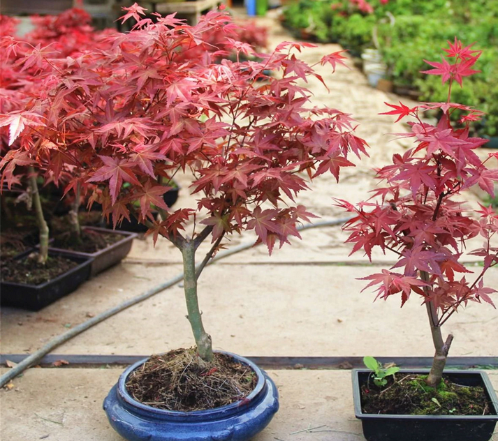植物界的红色舞娘——日本红枫红舞姬_百科TA说