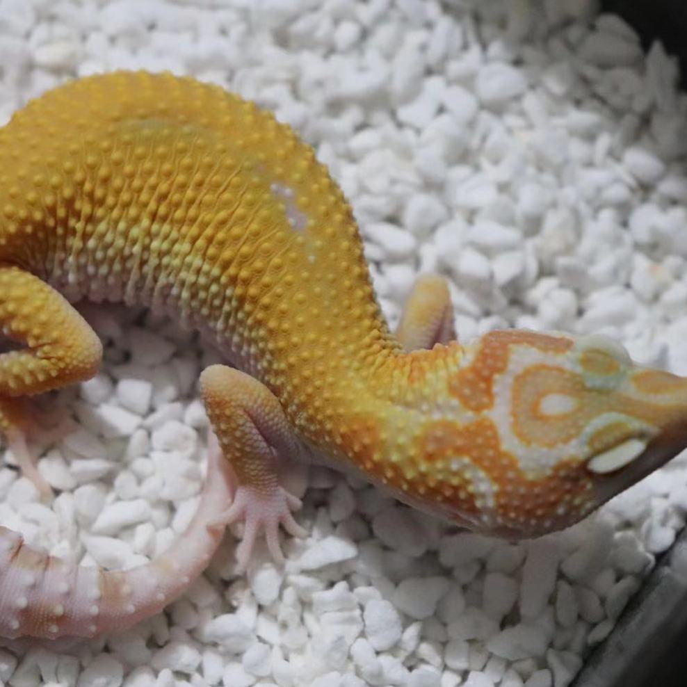 红眼黄刺尾守宫