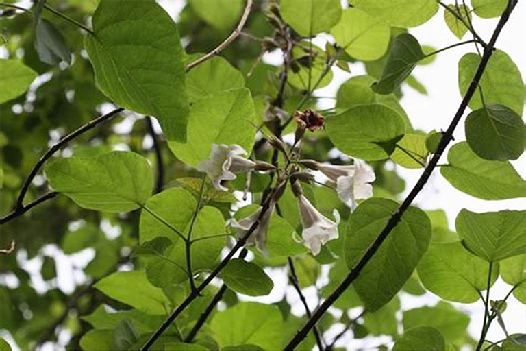 泡桐属