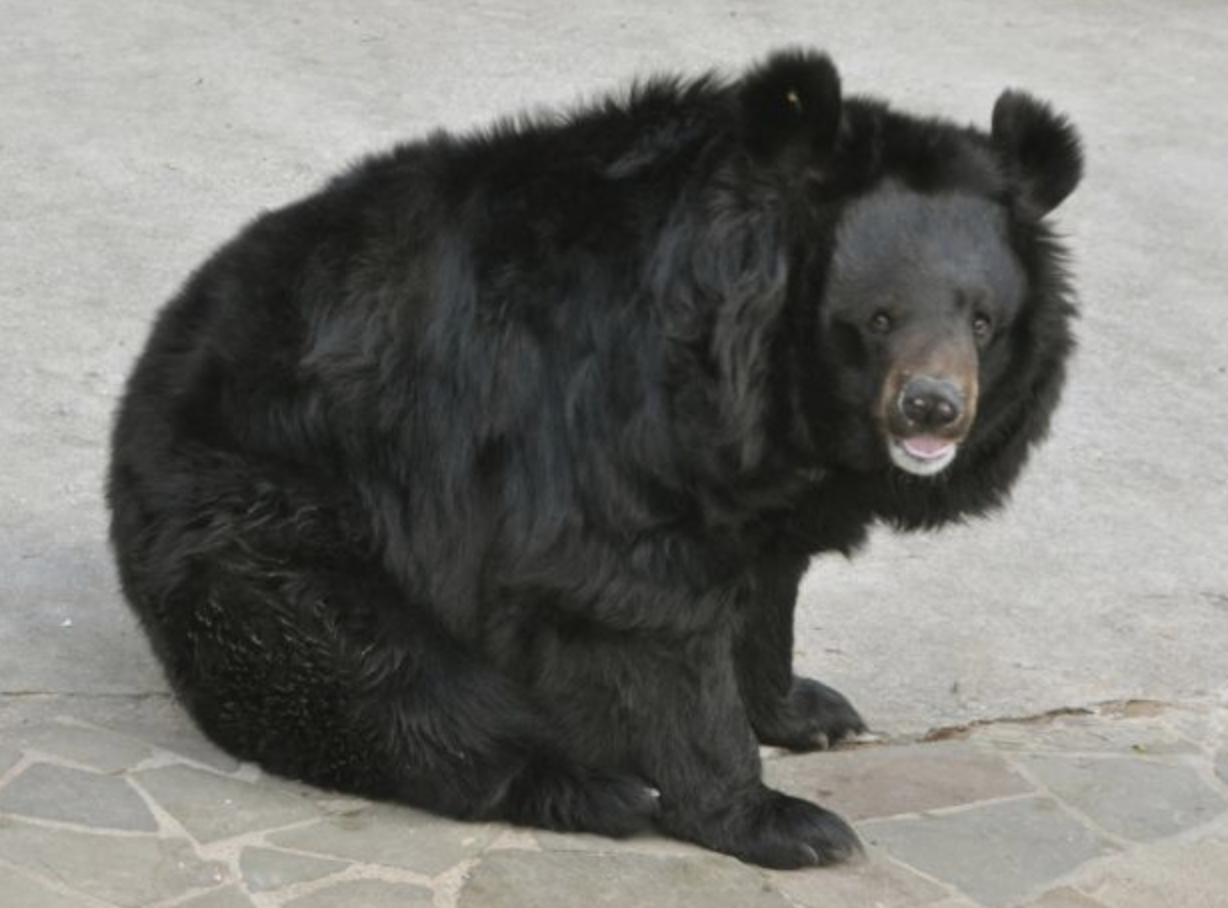  p>东北黑熊(黑熊东北亚种)(学名:ursus thibetanus ussuricus)是食肉