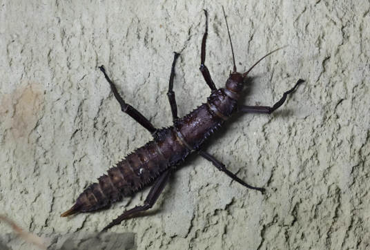 刺蝽_百度百科