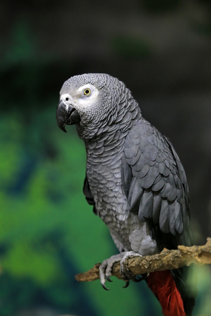  p>非洲灰鹦鹉(学名: i>psittacus erithacus /i>)属于大型鹦鹉,是