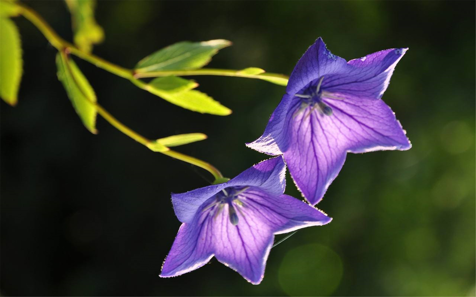  p data-id="txtp03tigsmf">桔梗( i>platycodon grandiflorus /i>