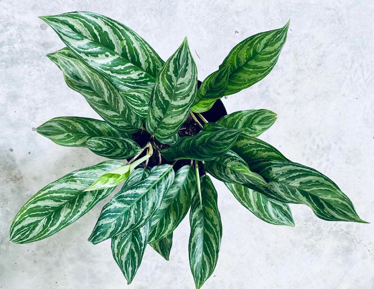 是天南星科广东万年青属的多年生常绿草本植物;茎直立或上升;鳞叶草