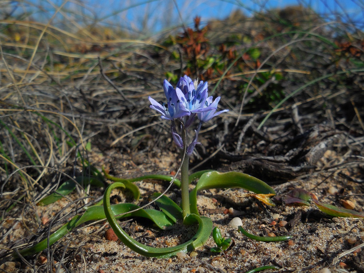 hyacinthoides mauritanica subsp. vincentina