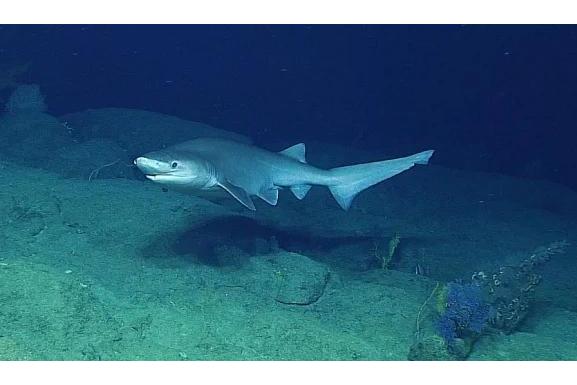 六鳃鲨鱼