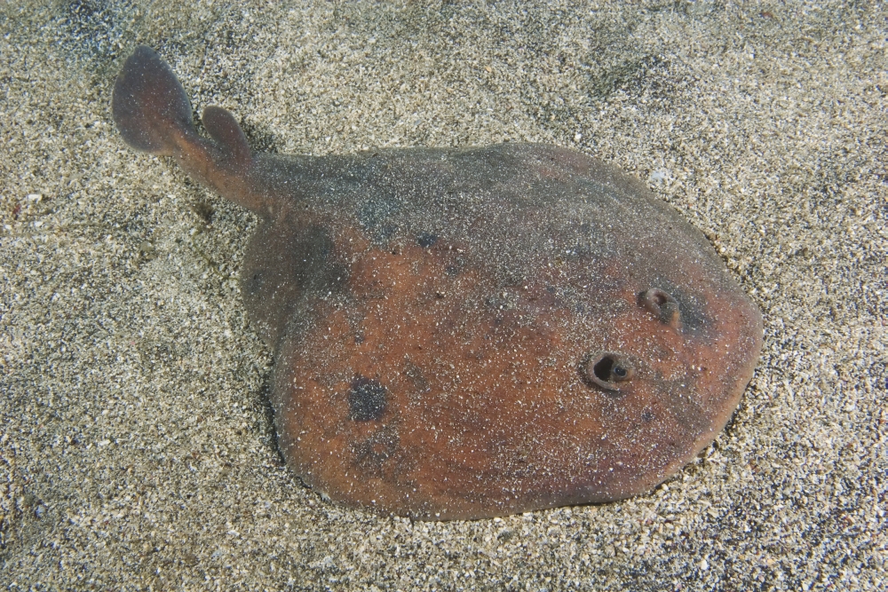  p>日本单鳍电鳐(学名: i>narke japonica /i>)是电鳐科,单鳍电鳐属