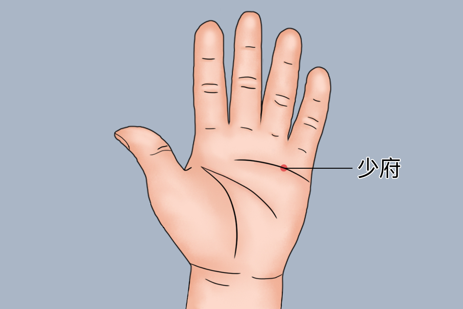 eoxl">少府穴是 a target="_blank" href="/item/手少阴心经/7077621"