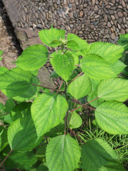 苎麻（荨麻科苎麻属植物）_百度百科