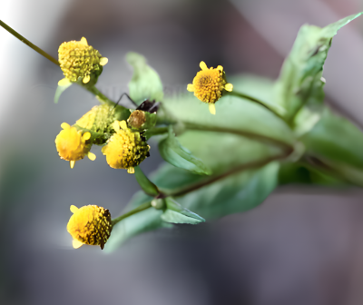 金钮扣（菊科金钮扣属植物）_百度百科
