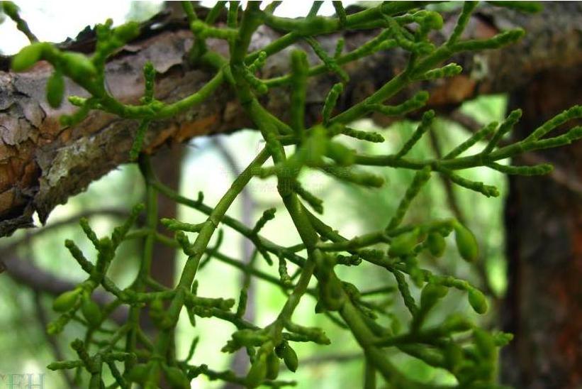  p> b>高山松寄生 /b>(学名: b> i>arceuthobium pini /i> /b>)是 a