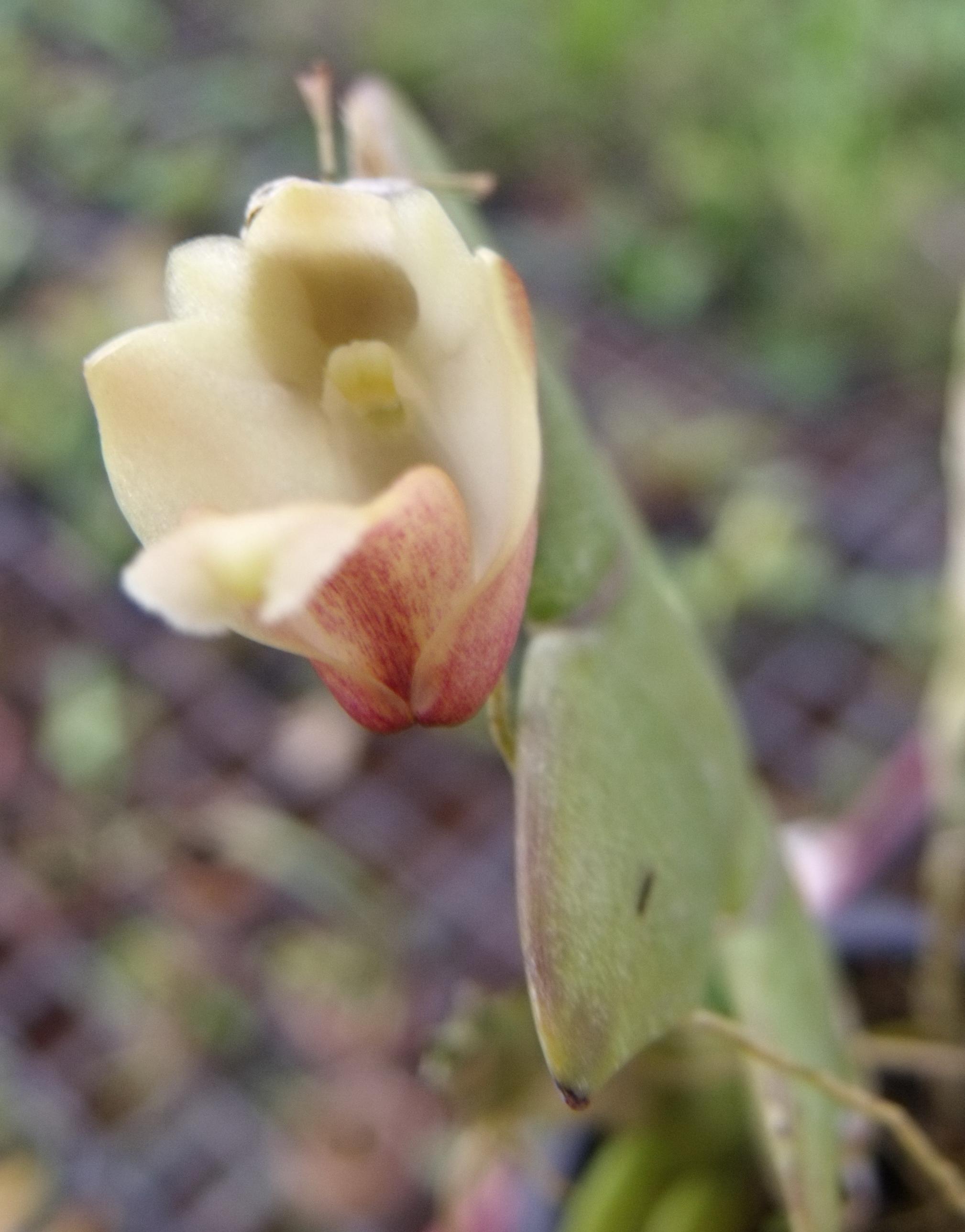  p data-id="gnb6hbh6et">燕尾兰又是兰花一种多年生常绿附生性花卉.