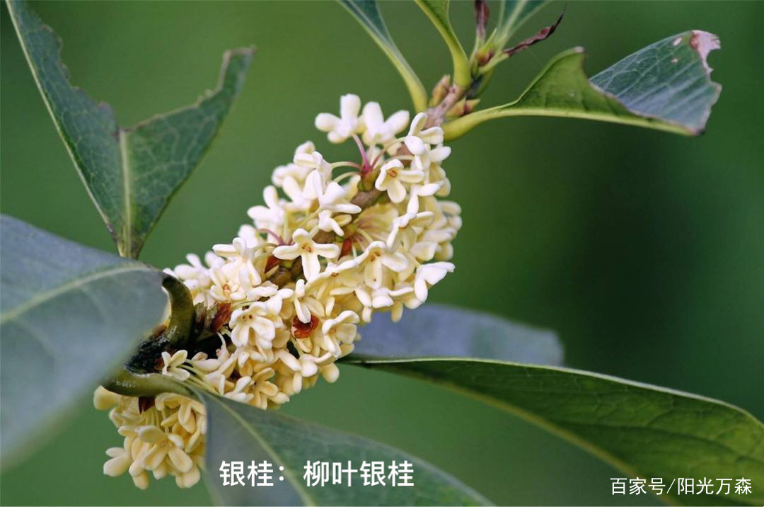 桂花——四大类主要二十五个名贵品种详介_百科TA说
