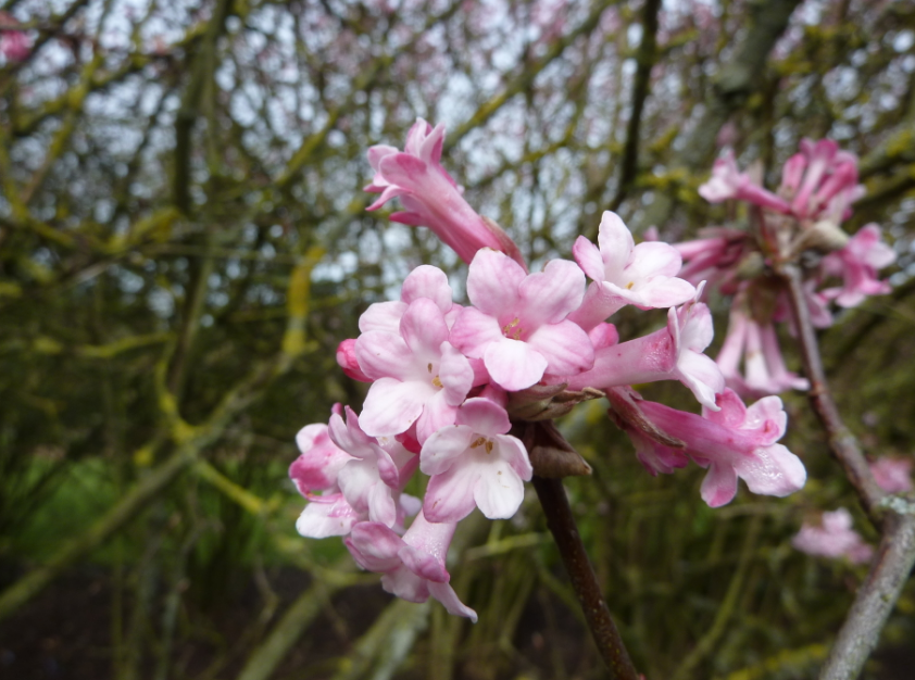  p>大花荚蒾(学名: i>viburnum grandiflorum  /i>wall. ex dc.