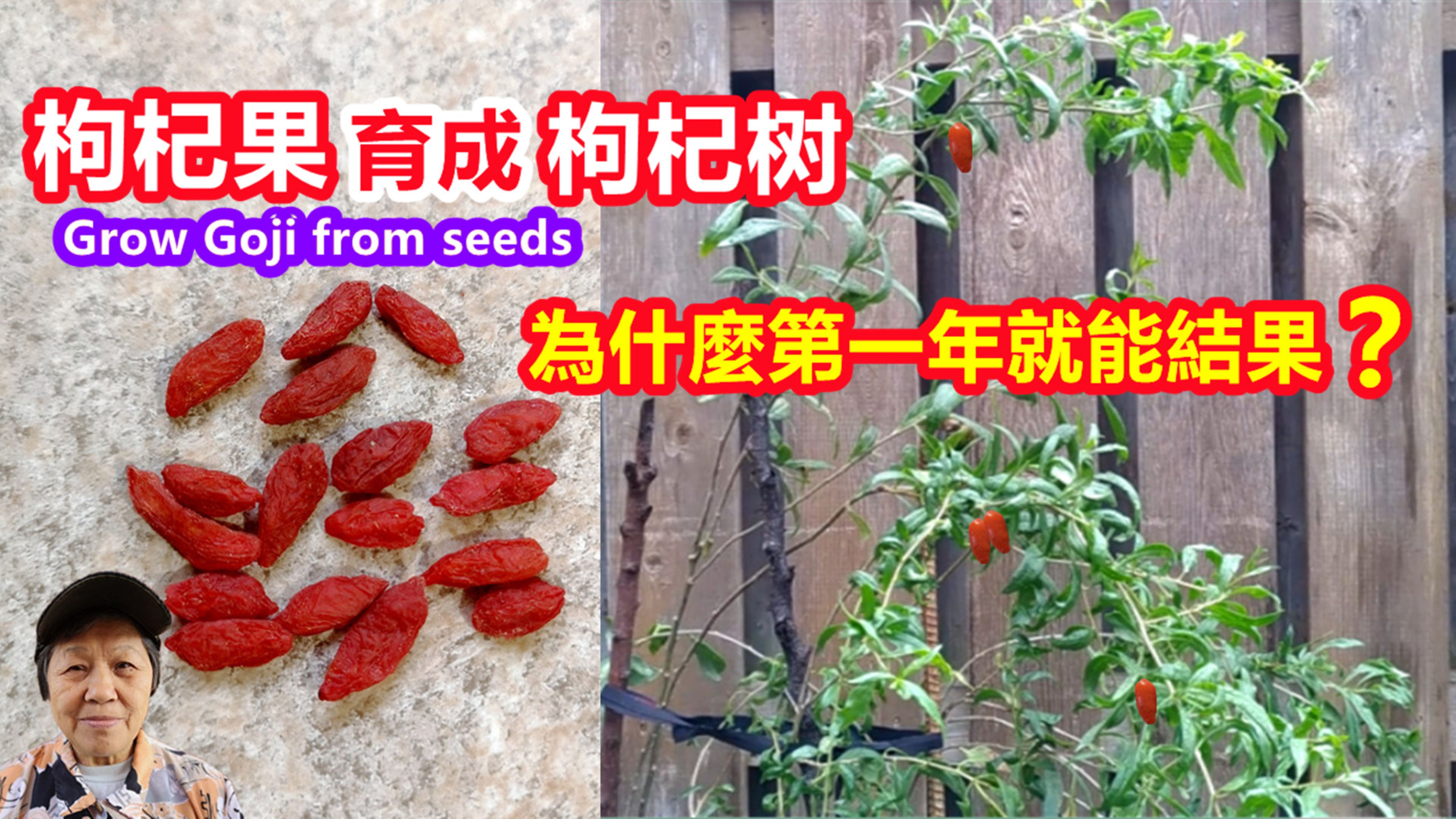 枸杞果育成枸杞树，为什么第一年就能结果？这一步很关键_科星球_百度百科