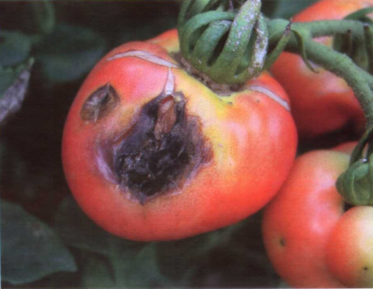 西红柿黑斑病