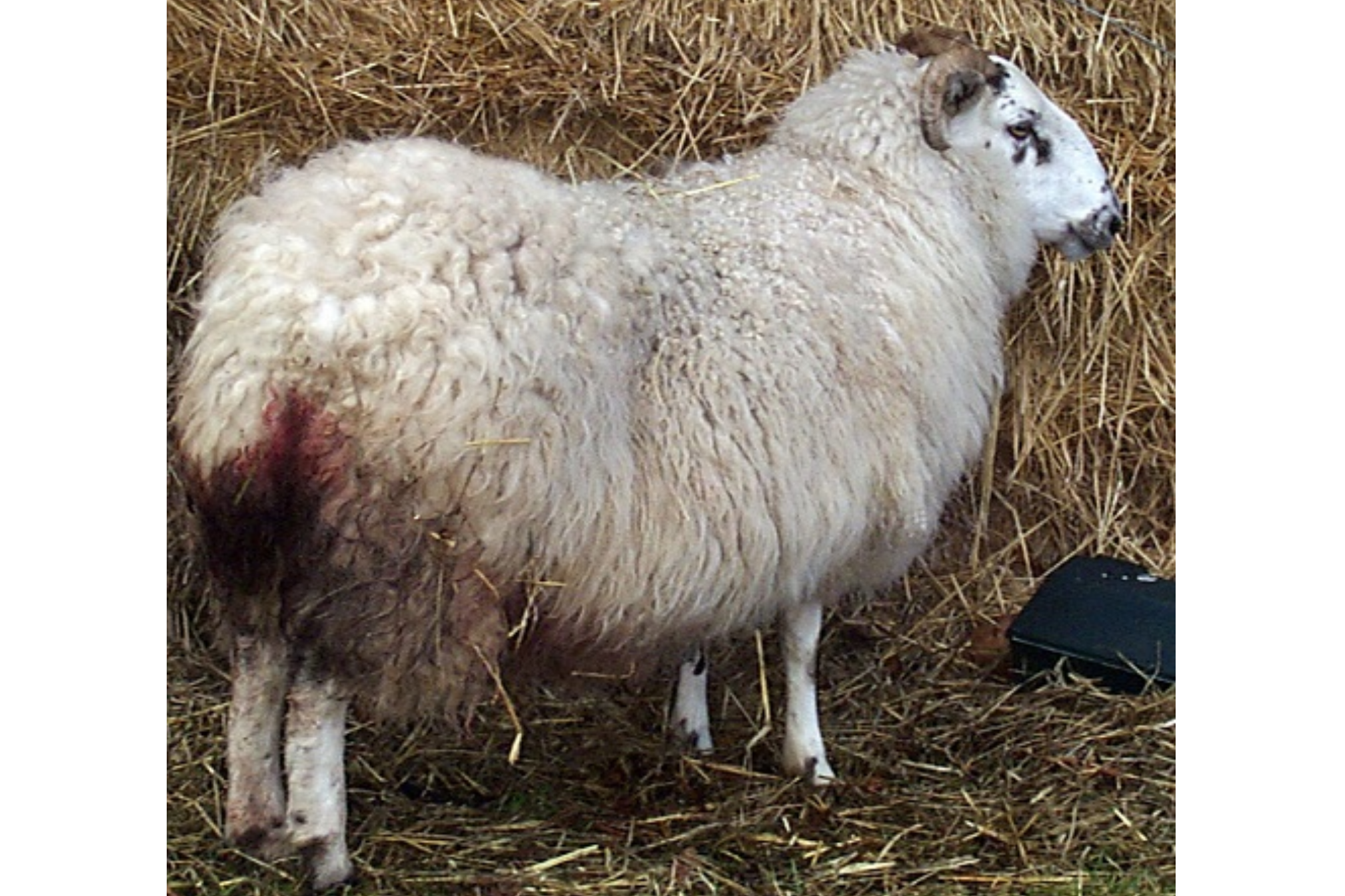 绵羊地方性流产