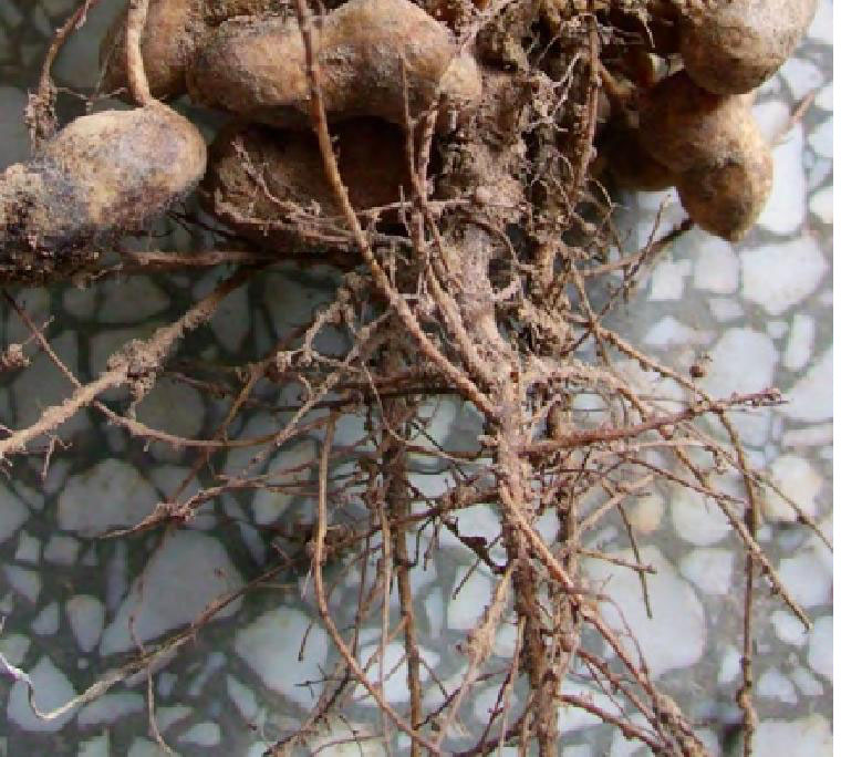  p>花生根结线虫病又叫花生根瘤线虫病,花生线虫病,俗称地黄病,地落病
