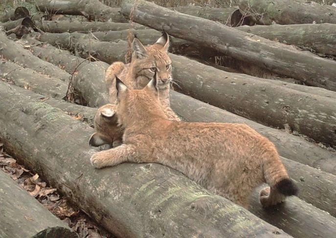 猞猁如何反杀狼群？防御无懈可击，进攻心狠手辣，杀到断子绝孙_百科TA说