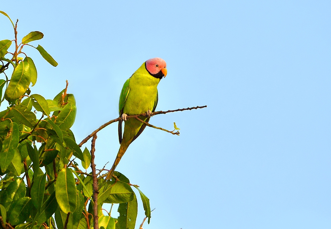 roseata /i>)是中型 a target="_blank" href="/item/鸟类">鸟类 a>>