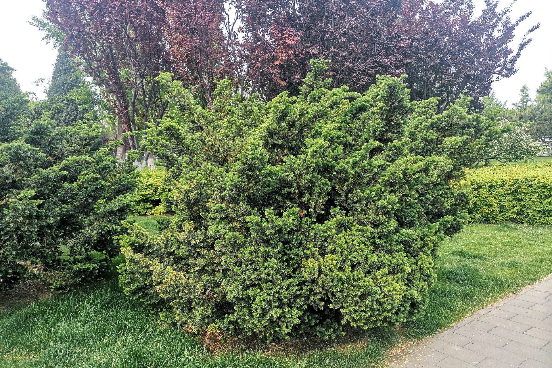  p>矮紫杉(学名: i>taxus cuspidata  /i>var.  i>nana /i> rehd.