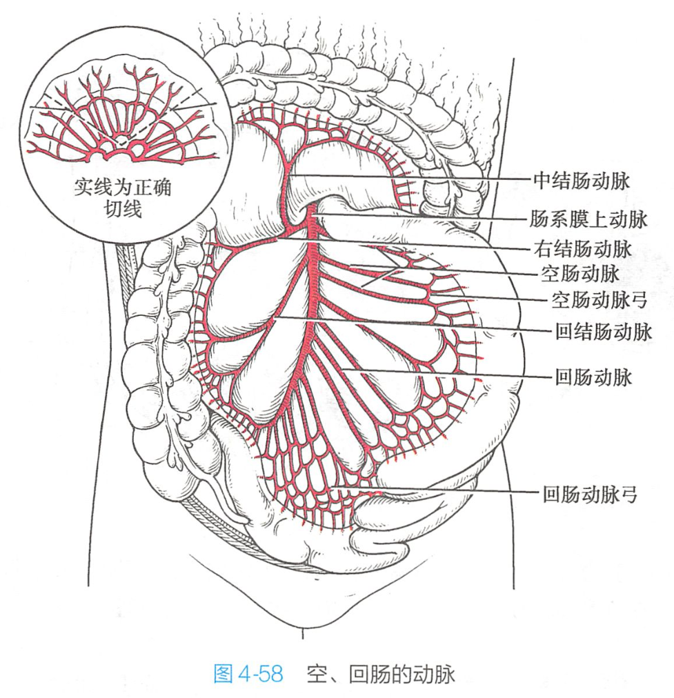  p data-id="gnby2wyol5">回肠,指连接空肠和盲肠的一段小肠,形状弯曲