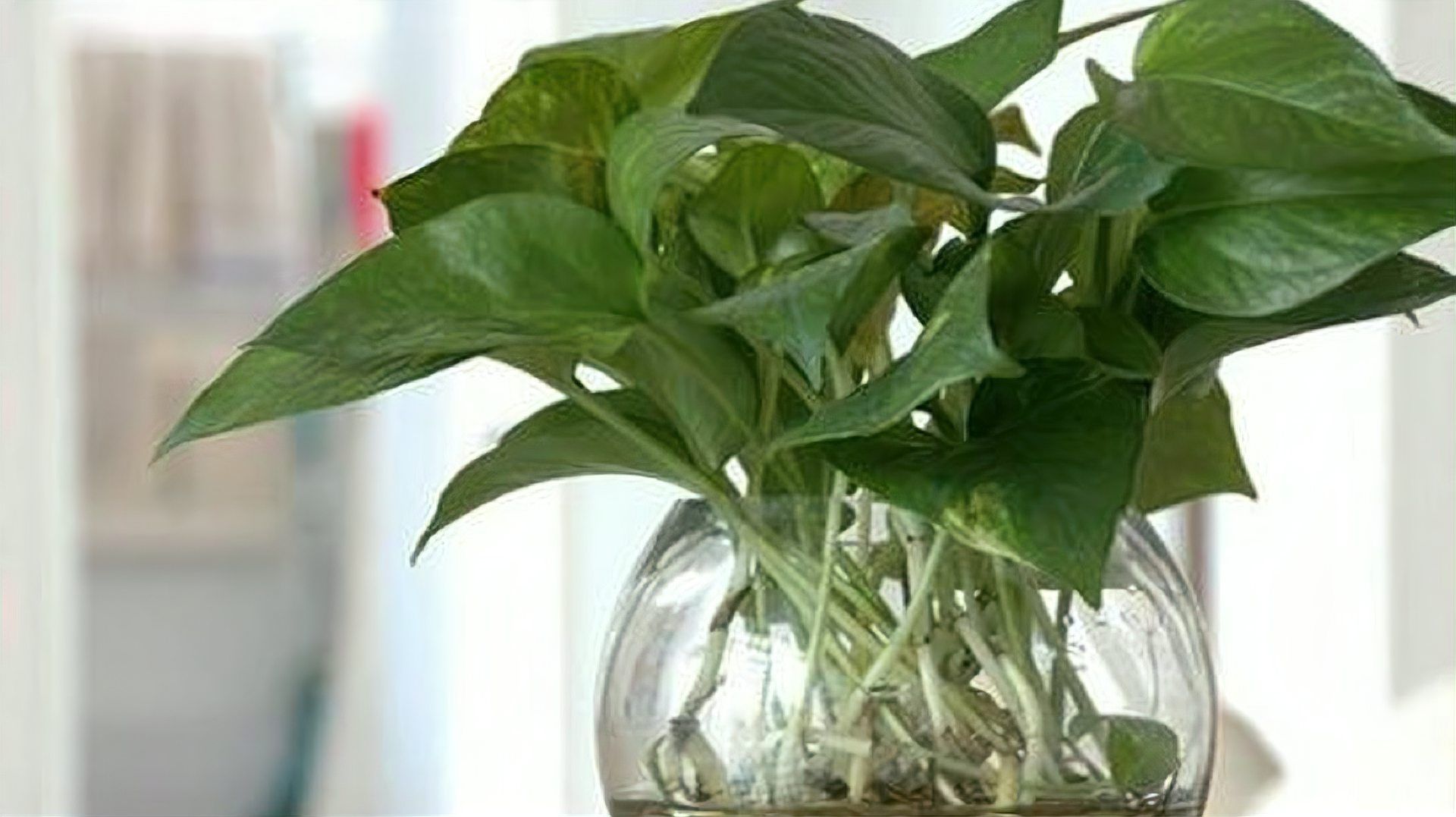 水培绿萝 百度百科