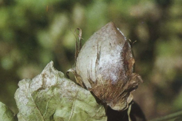 棉花铃疫病